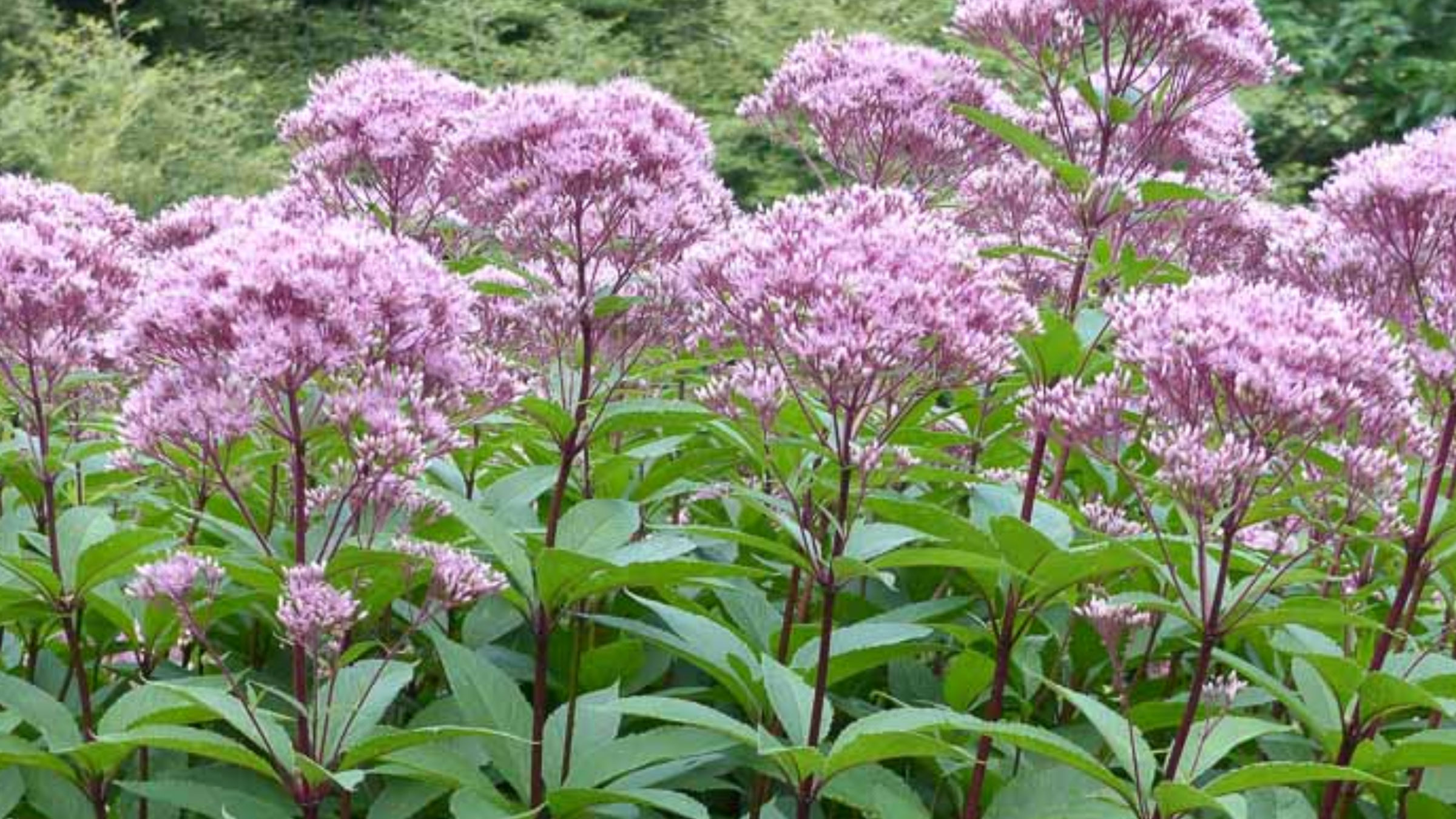 Spotted Joe Pye Weed | Land-Grant Brewing Company